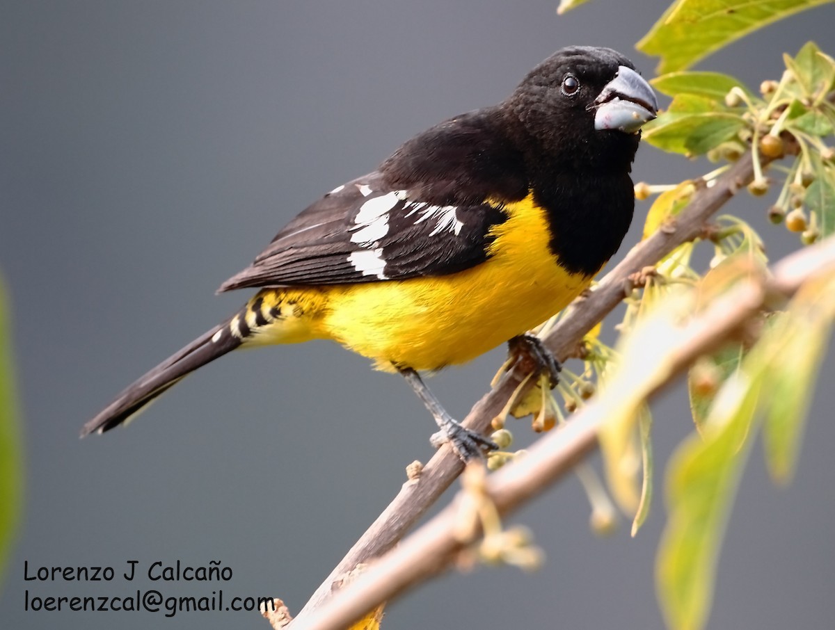 Black-backed Grosbeak - Lorenzo Calcaño