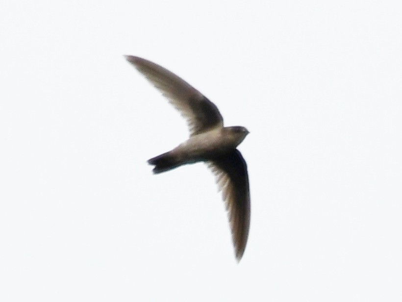 Himalayan Swiftlet - thikumporn tantivimongkol