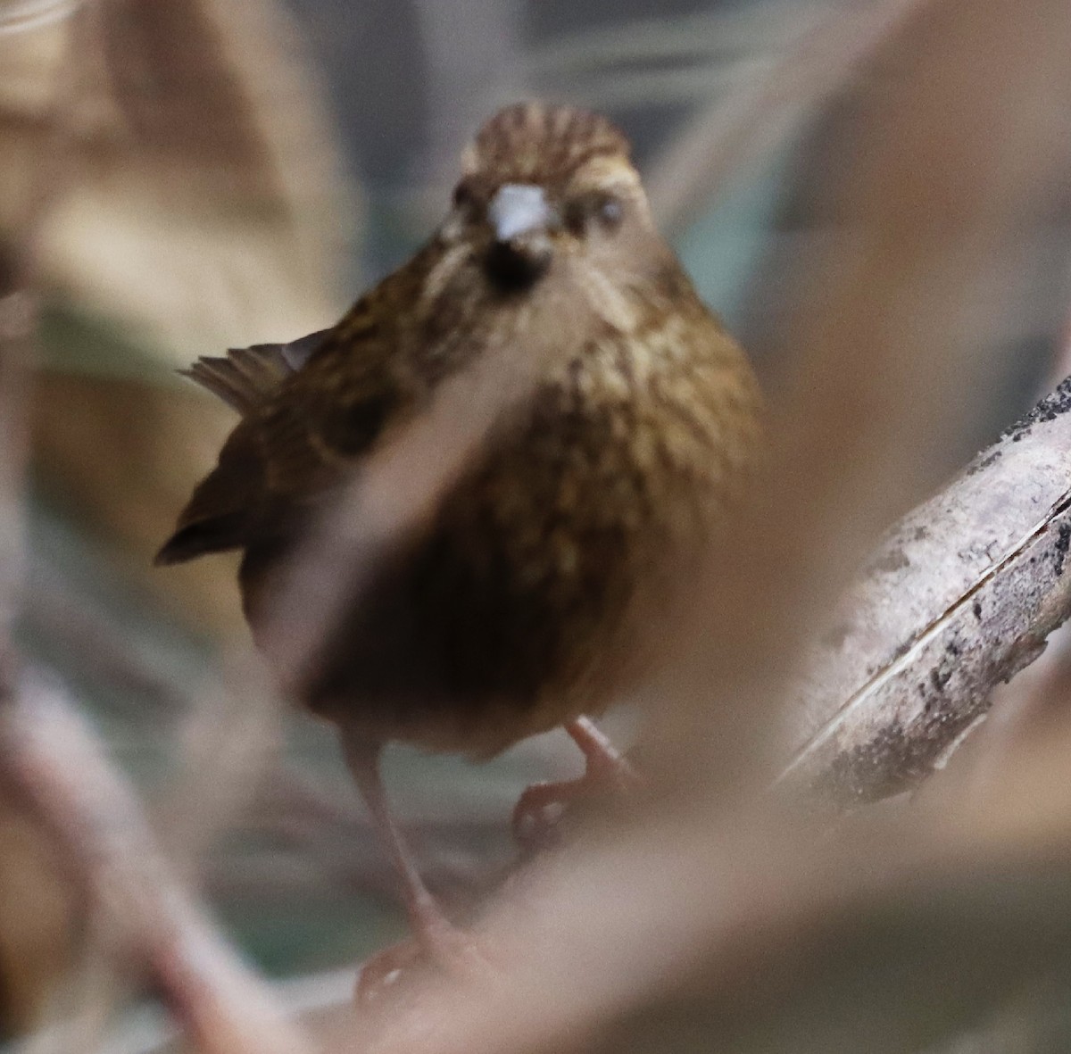 Dark-rumped Rosefinch - ML320200971