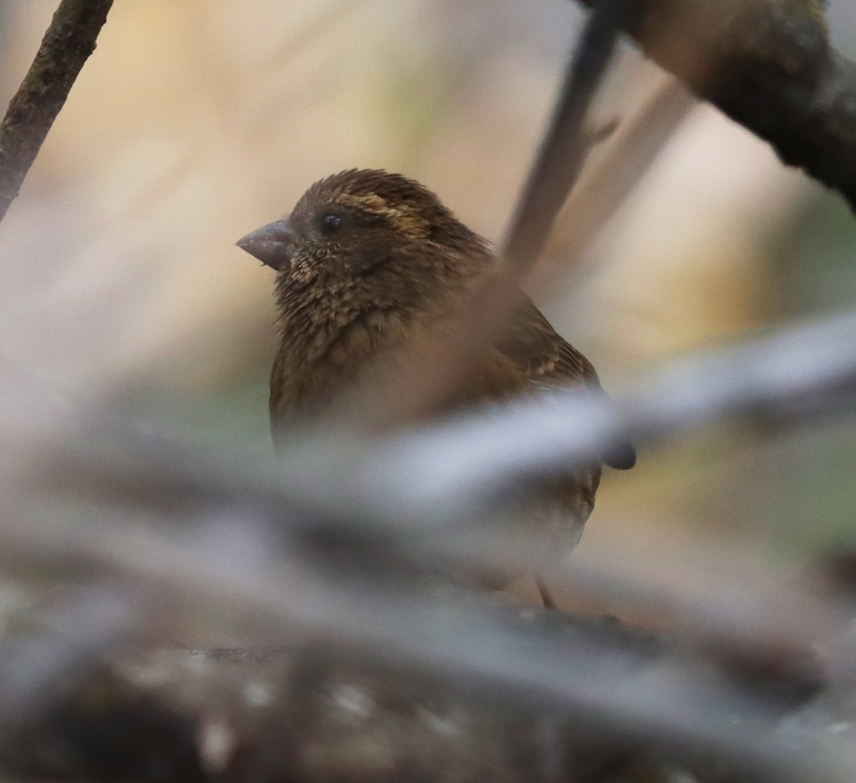 Dark-rumped Rosefinch - ML320200981