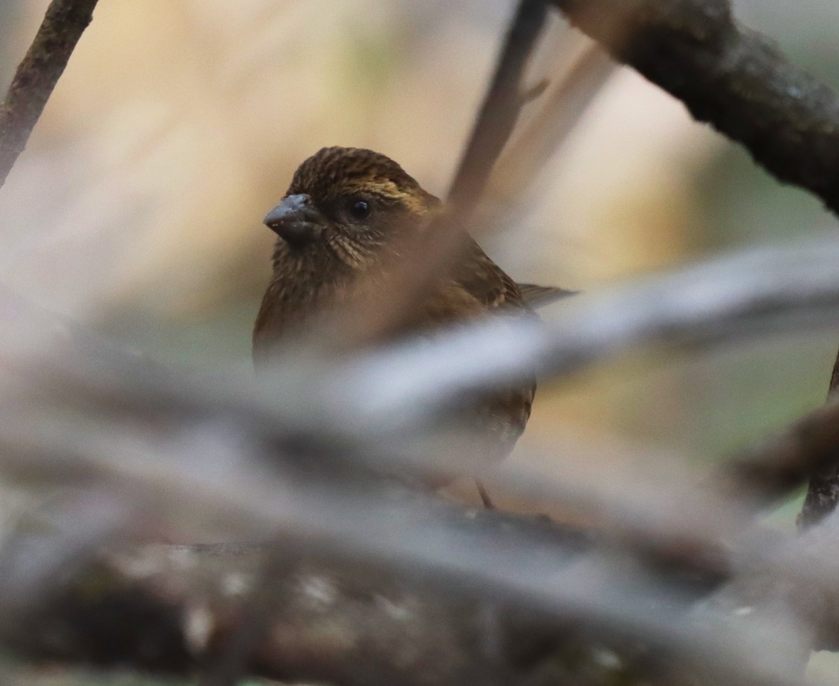 チャゴシマシコ - ML320201021