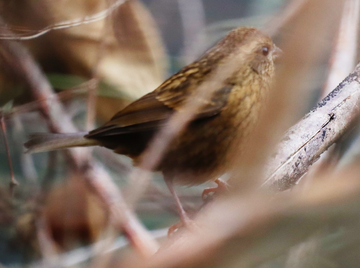 Dark-rumped Rosefinch - ML320201031