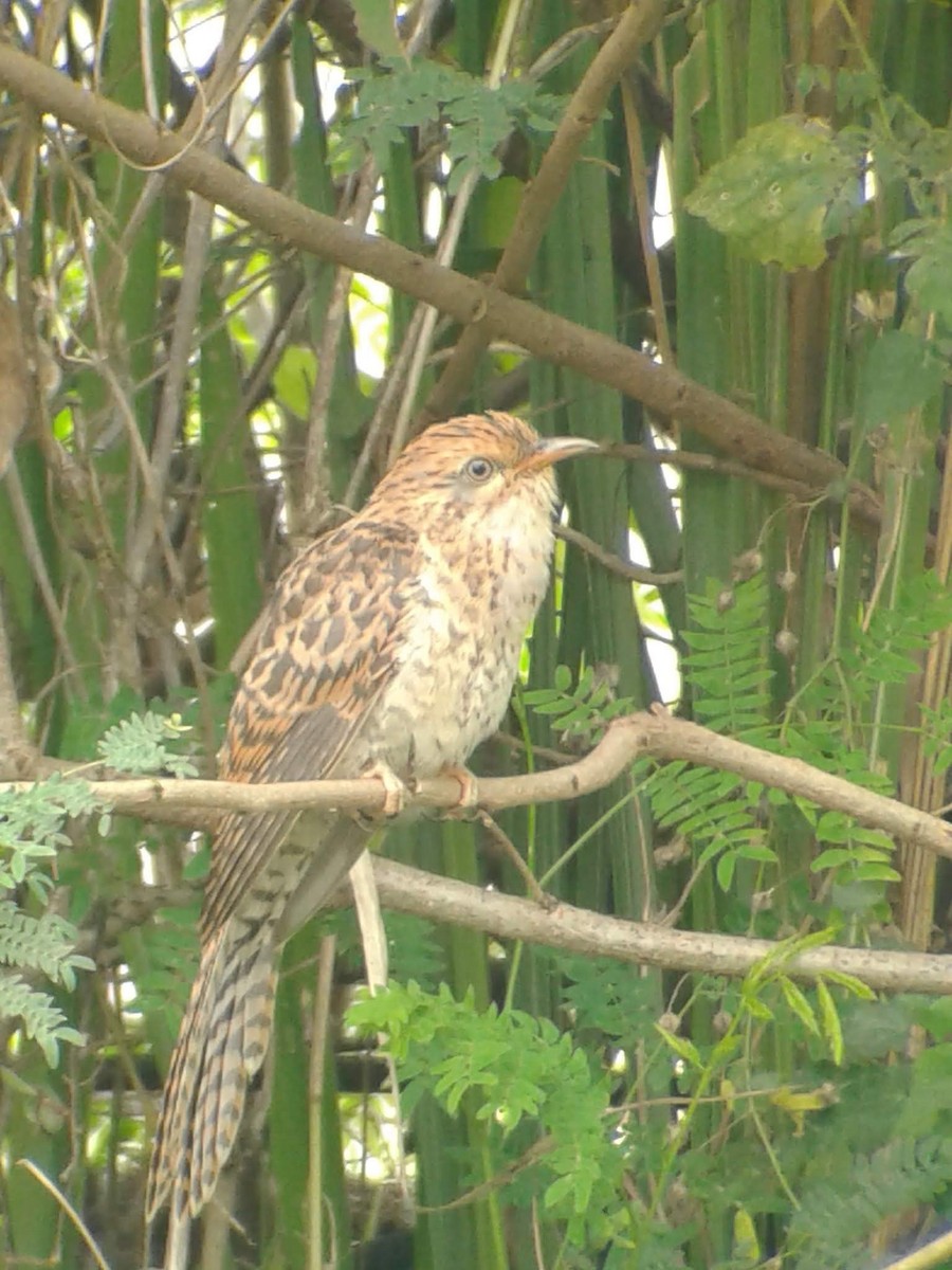 Brush Cuckoo - ML320201301