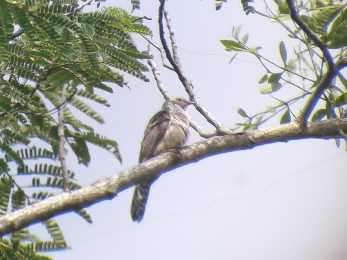 Brush Cuckoo - ML320201871