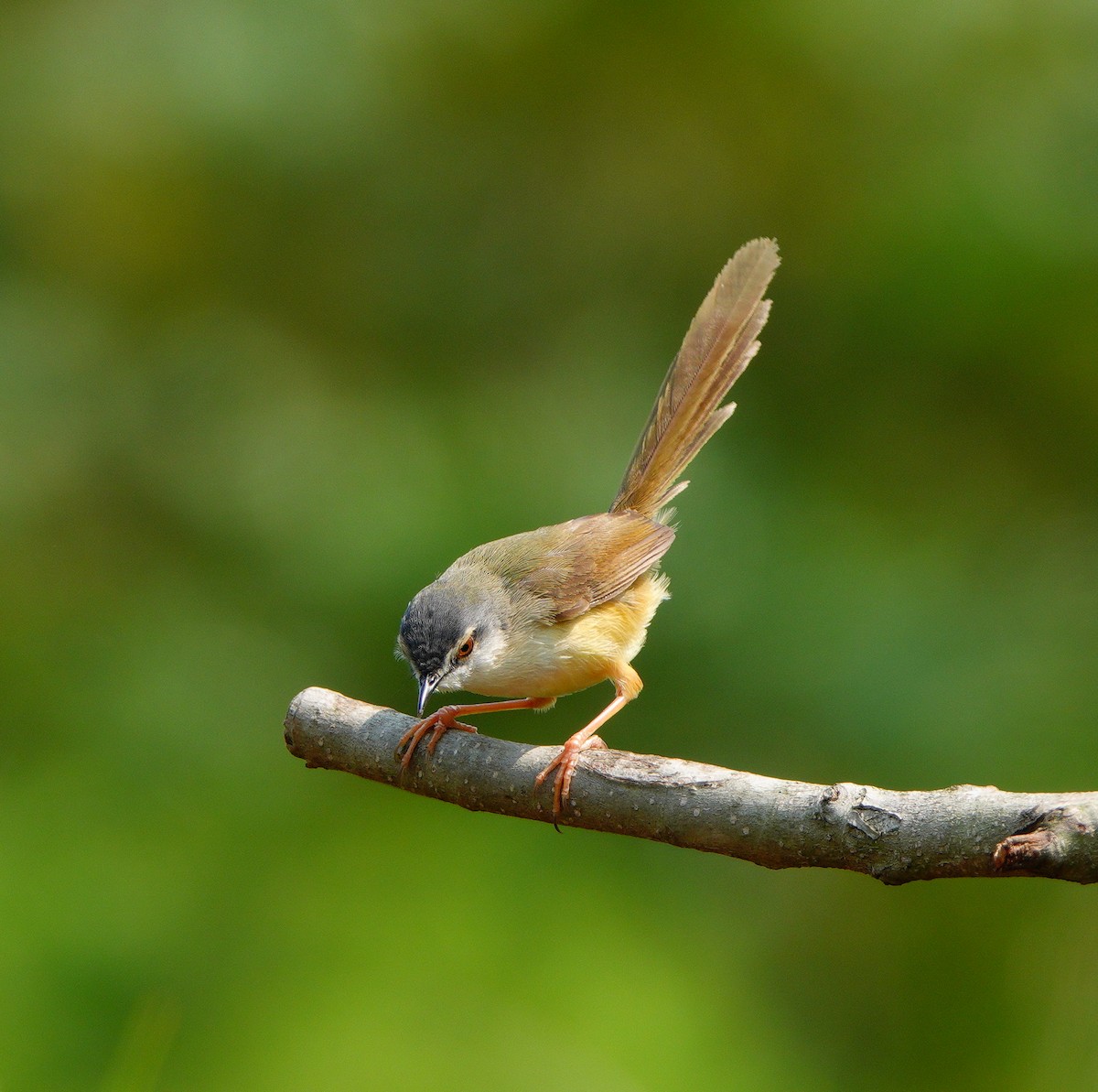 Yellow-bellied Prinia - ML320202081