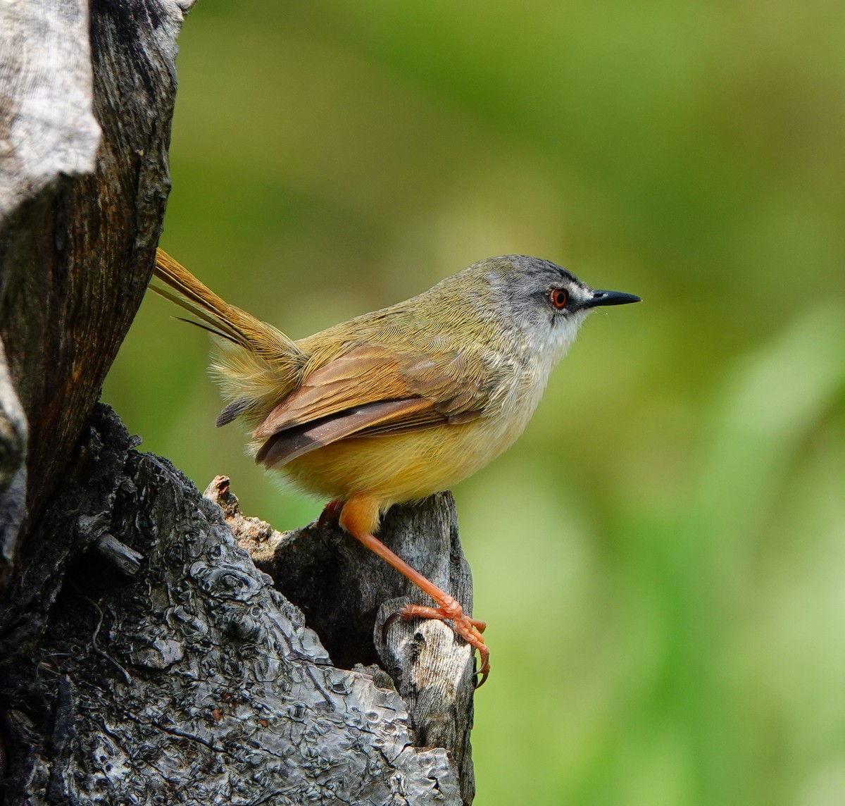 Yellow-bellied Prinia - ML320202091