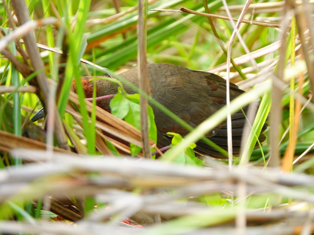 Ruddy-breasted Crake - ML320202101