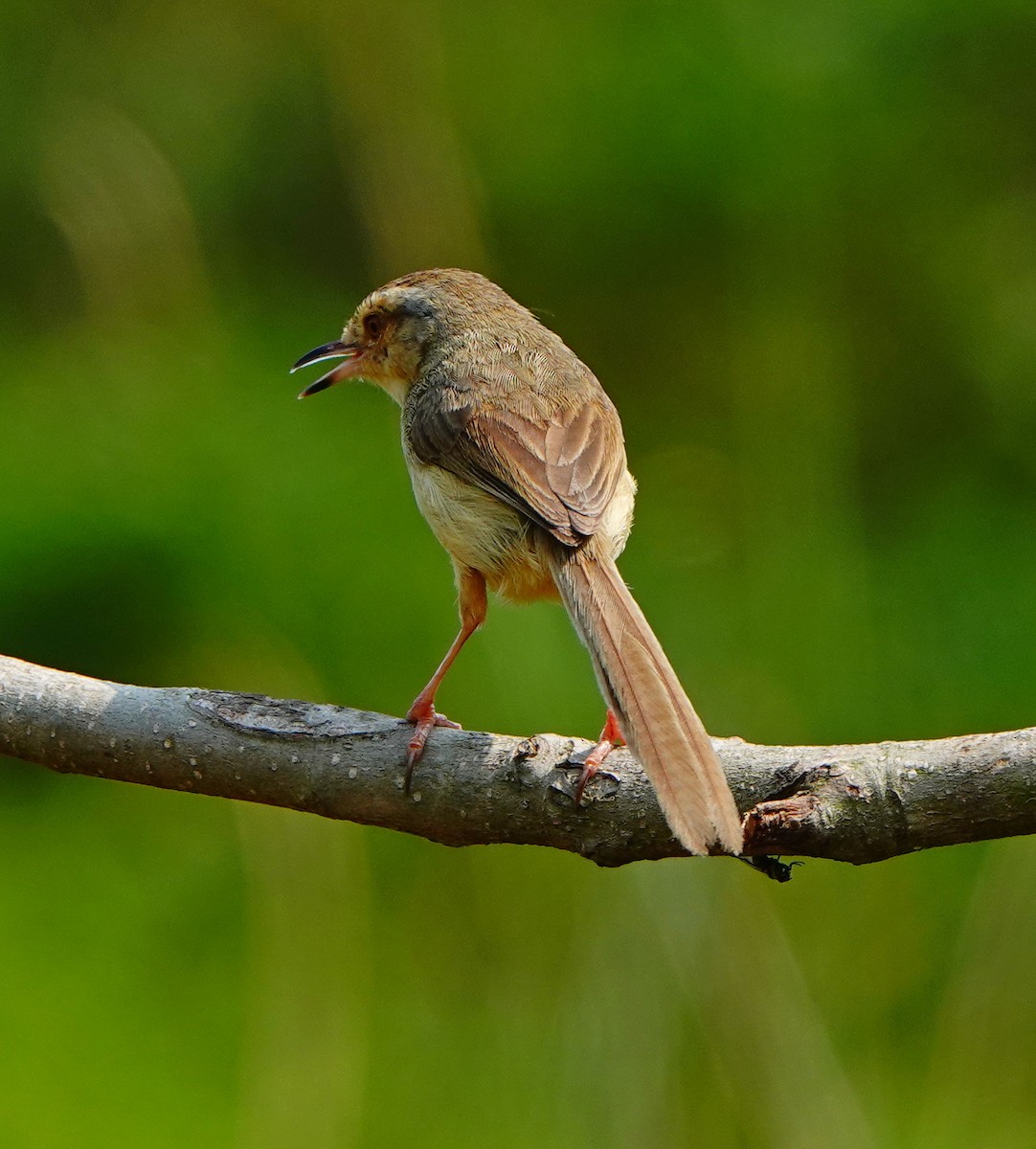 Plain Prinia - ML320202211