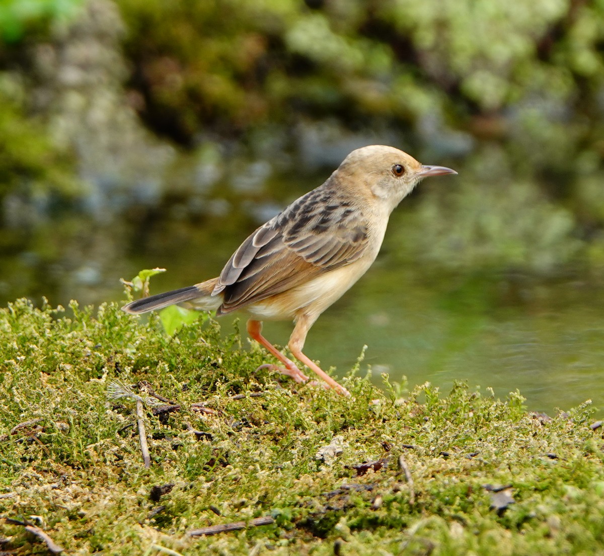 Golden-headed Cisticola - ML320202221