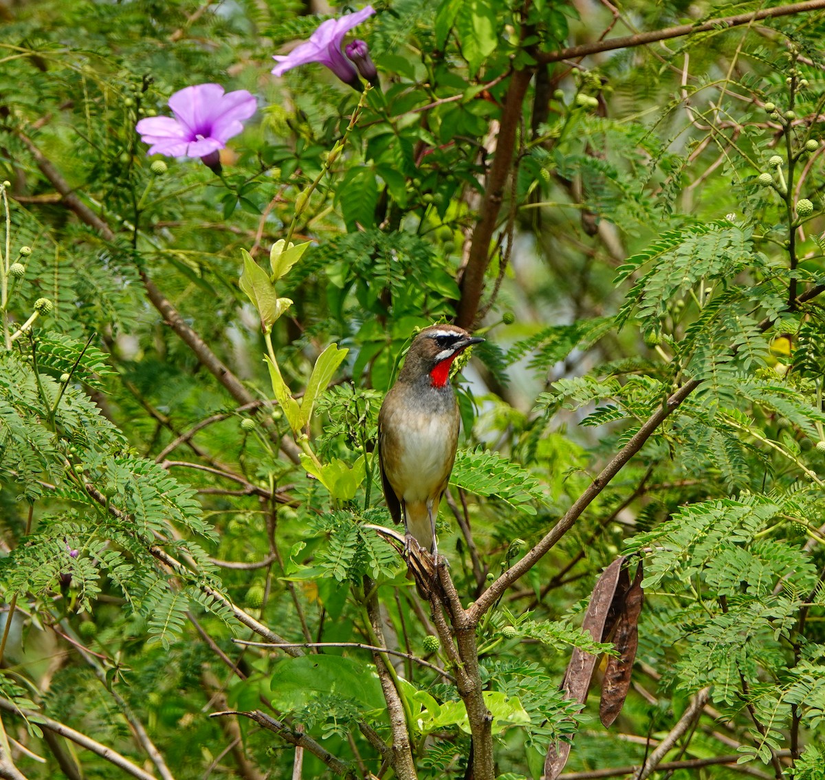 Siberian Rubythroat - ML320202311