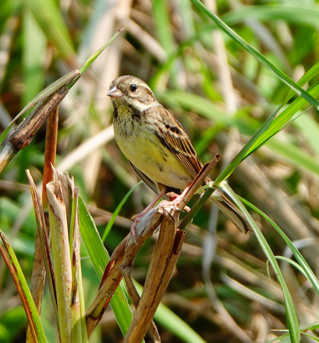 Black-faced Bunting - ML320202651