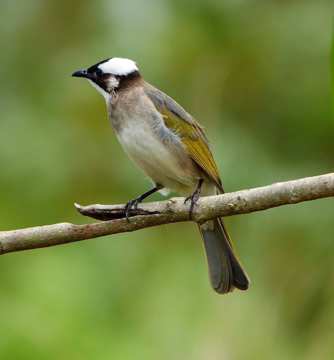 Light-vented Bulbul - ML320202751