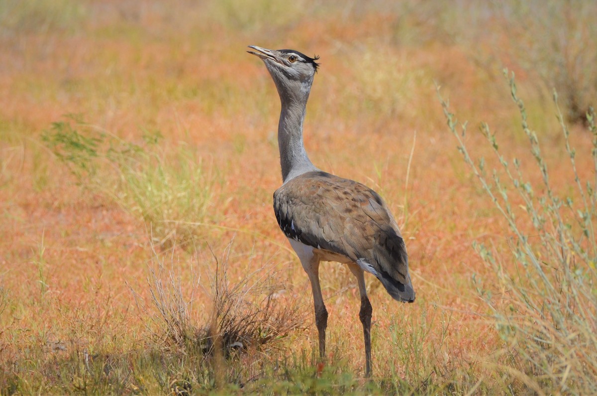 Australian Bustard - ML320202791