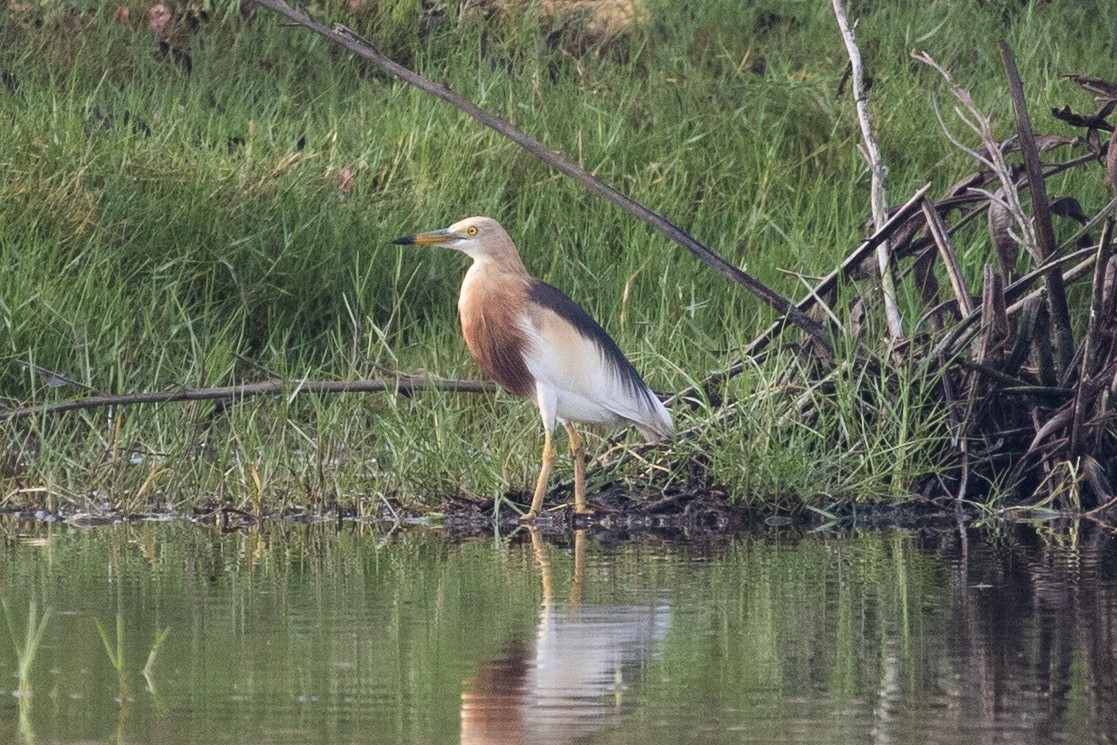 Javan Pond-Heron - ML320202901