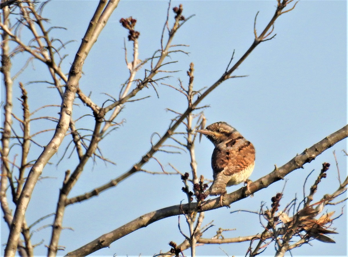 Eurasian Wryneck - Güneş Deniz Yıldırım