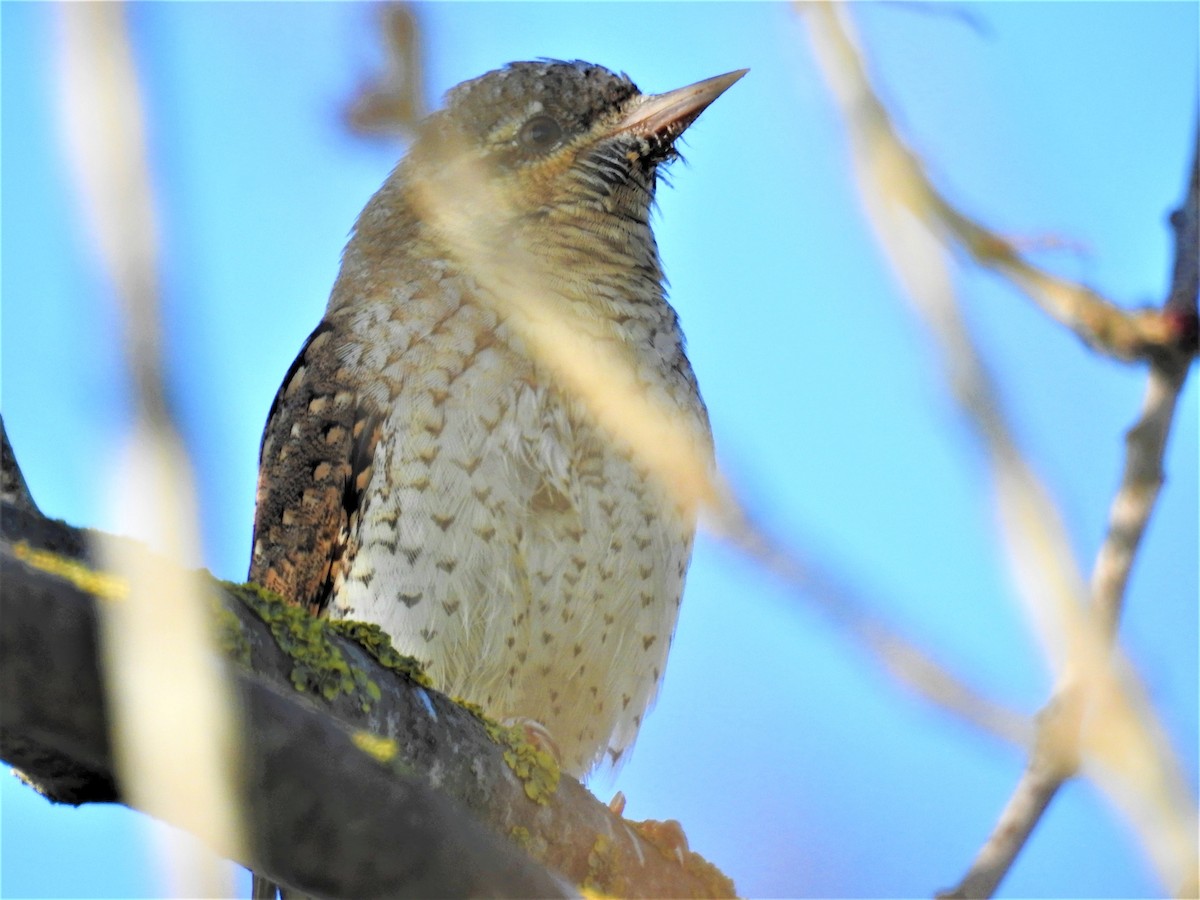 Eurasian Wryneck - ML320203201