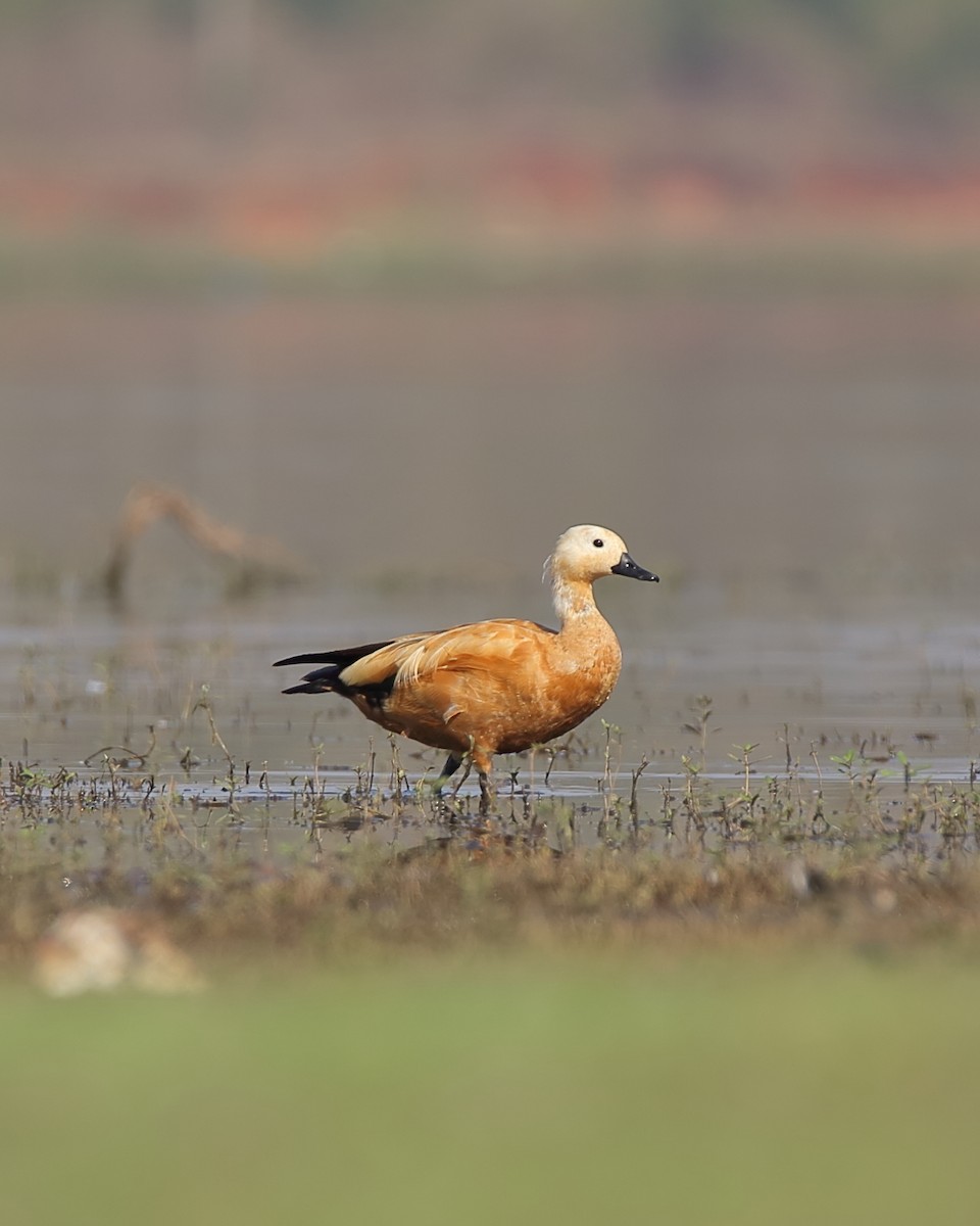 Ruddy Shelduck - ML320203251