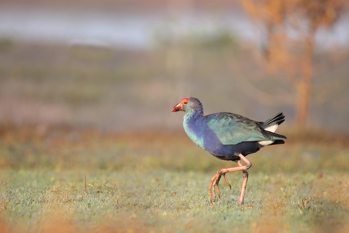 Gray-headed Swamphen - ML320203441