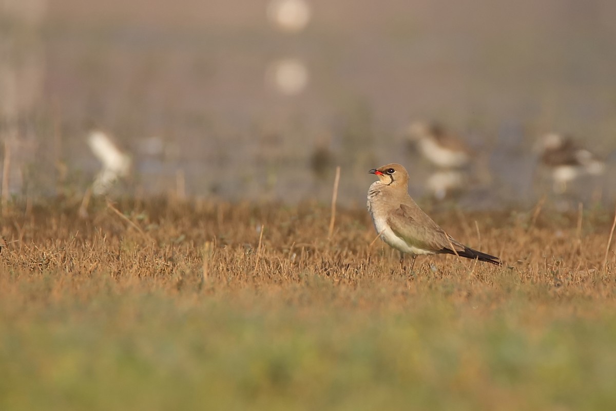 Collared Pratincole - ML320204061