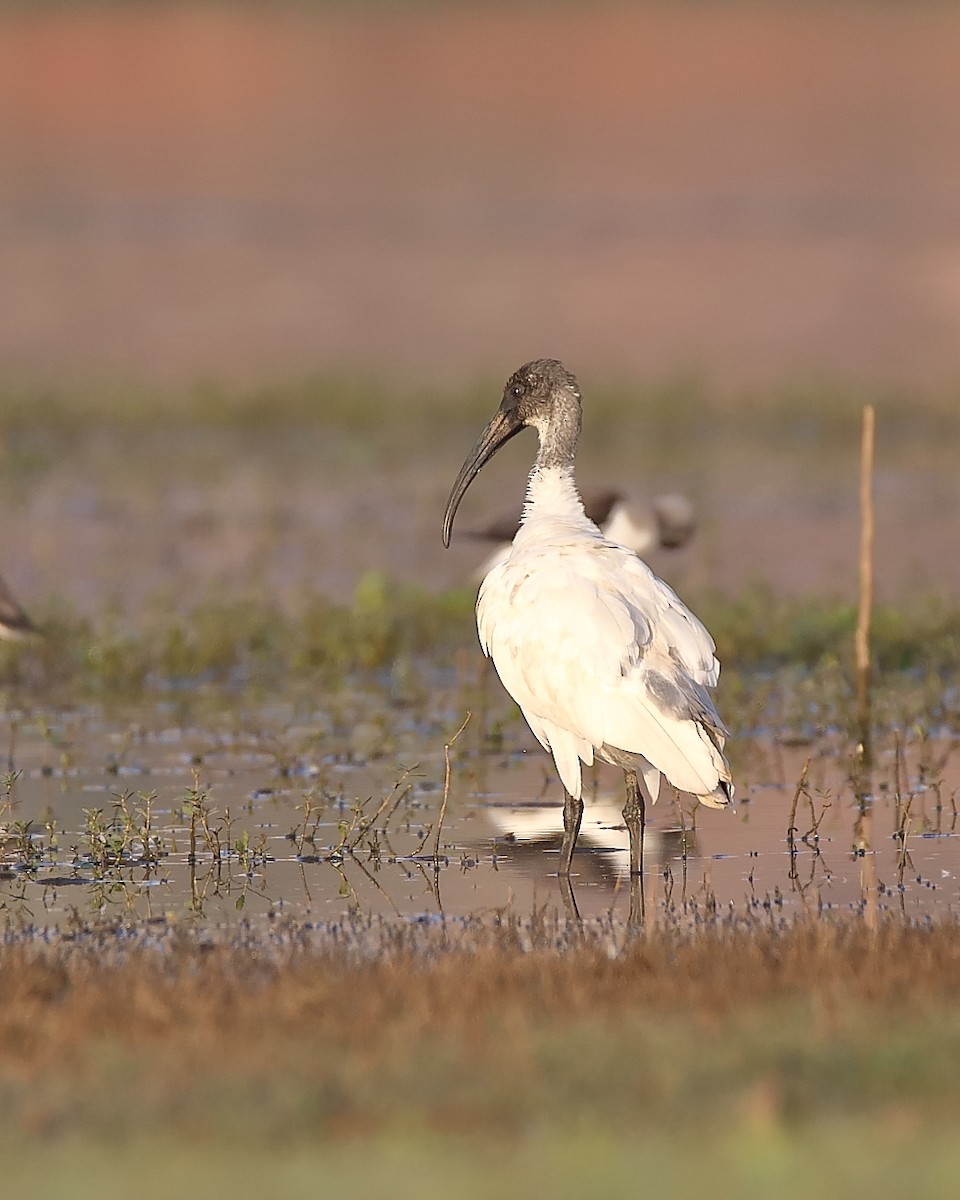 ibis černohlavý - ML320204081