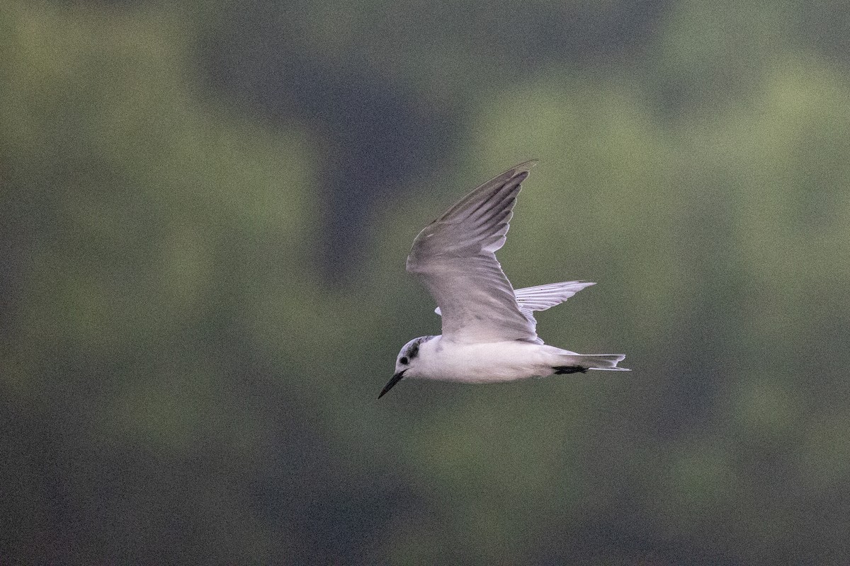 Whiskered Tern - ML320204161