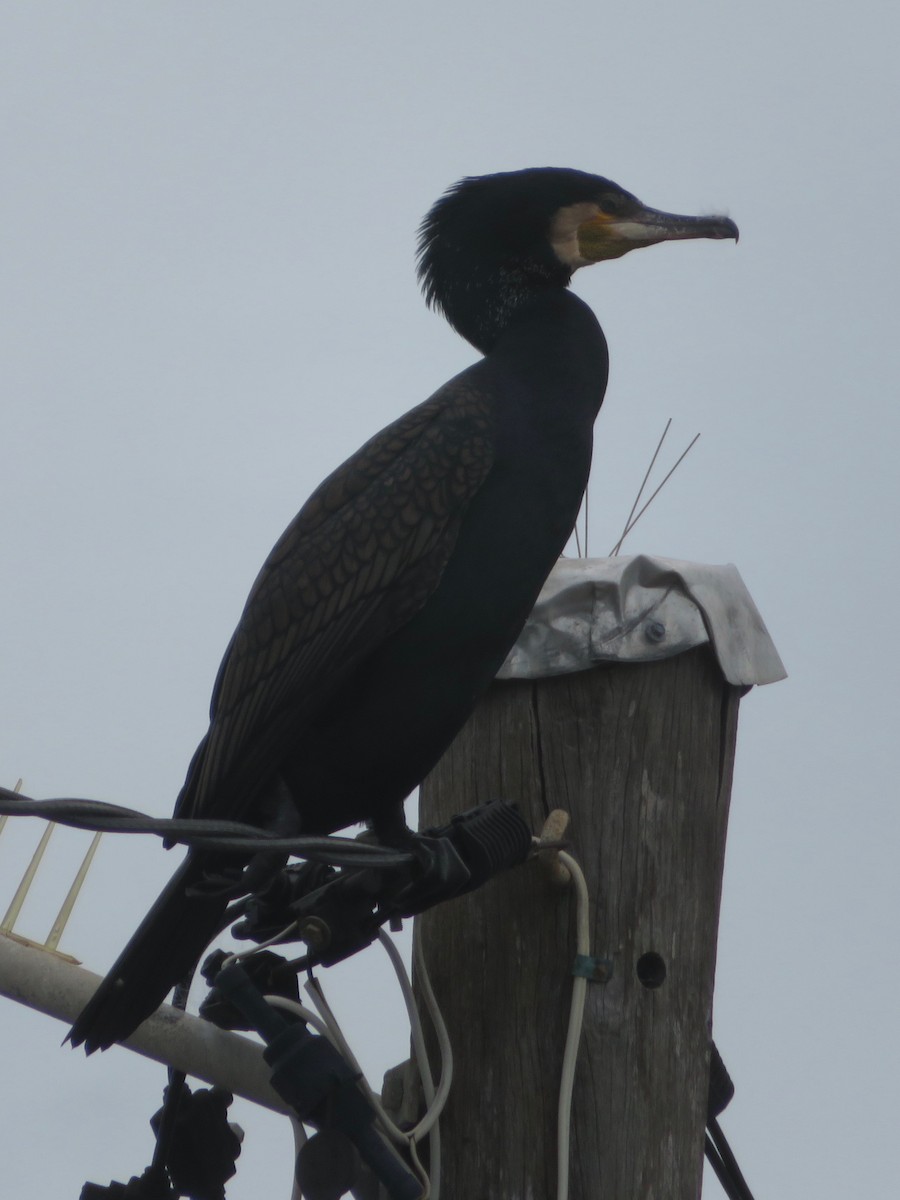 Great Cormorant - Amanda Johnston