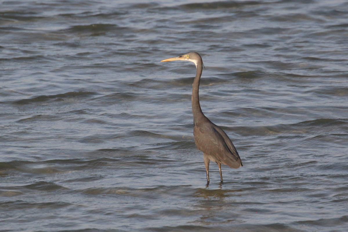 Western Reef-Heron - ML320205191