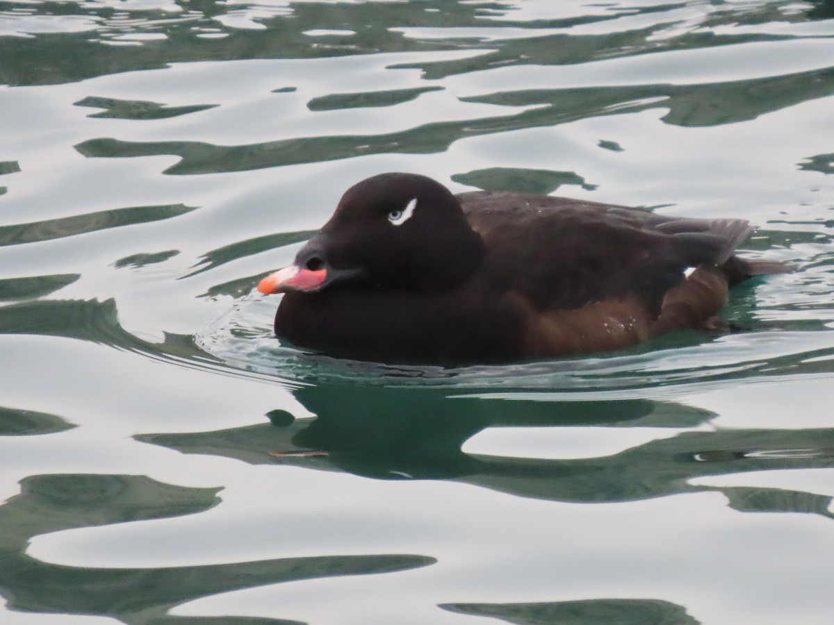 White-winged Scoter - ML320205471