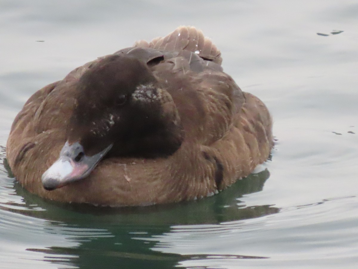 White-winged Scoter - ML320205801