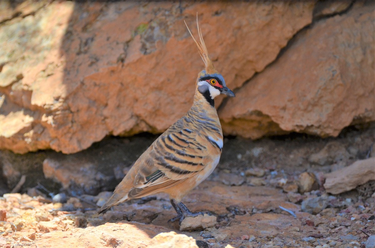 Spinifex Pigeon - ML320205951