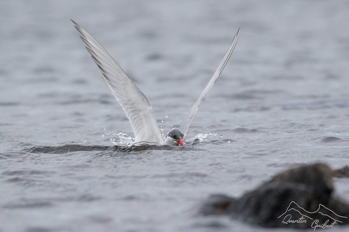 Antarctic Tern - Quentin Guibert