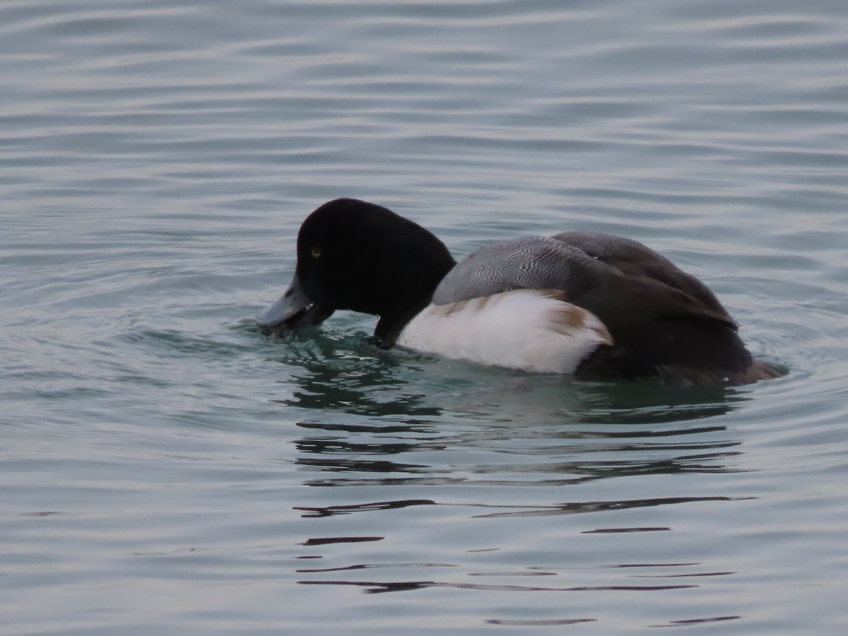 Greater Scaup - ML320206531