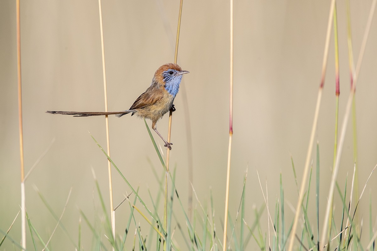 Rufous-crowned Emuwren - ML320207191