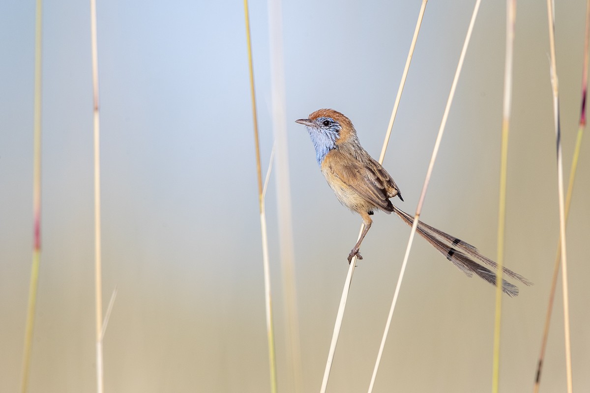 Rufous-crowned Emuwren - ML320207201