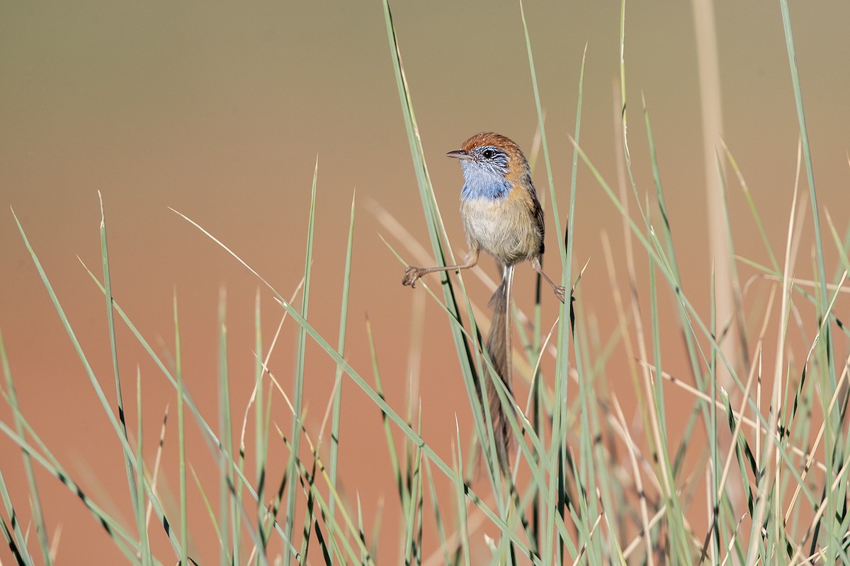Rufous-crowned Emuwren - ML320207211