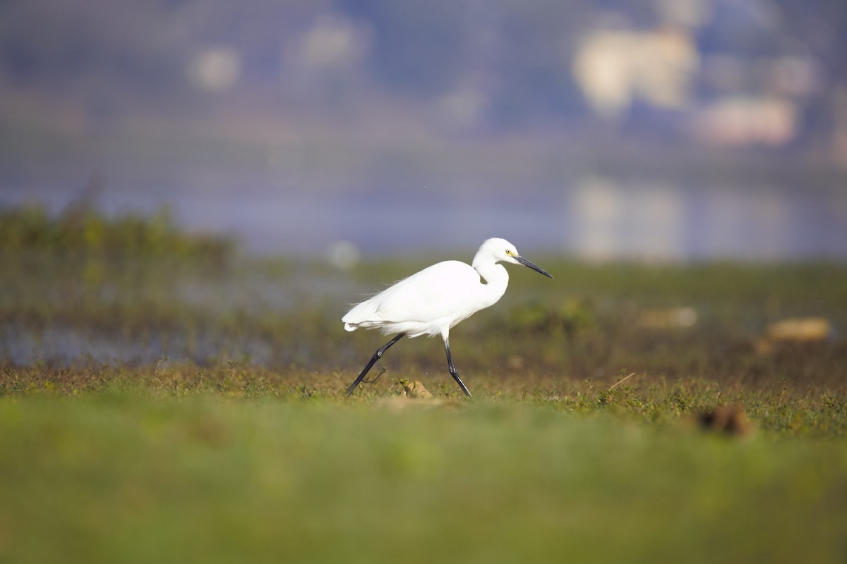 Little Egret - ML320207971