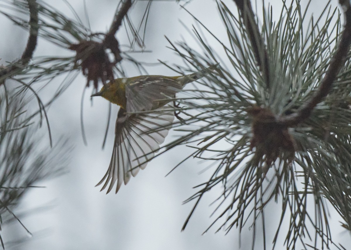 Pine Warbler - patrick horan