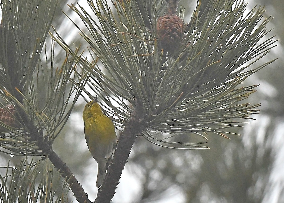 Pine Warbler - ML320208171