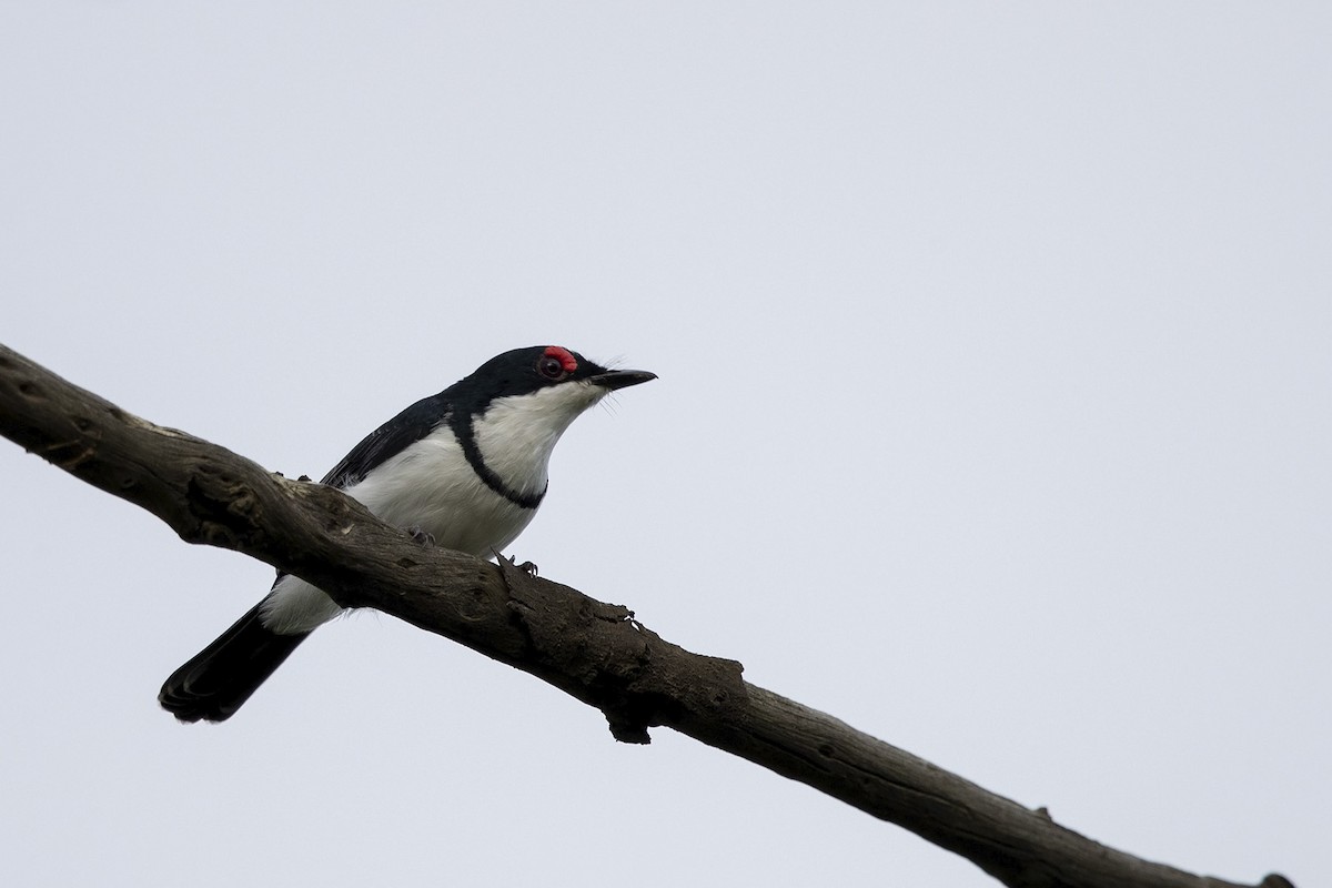 Black-throated Wattle-eye - Niall D Perrins