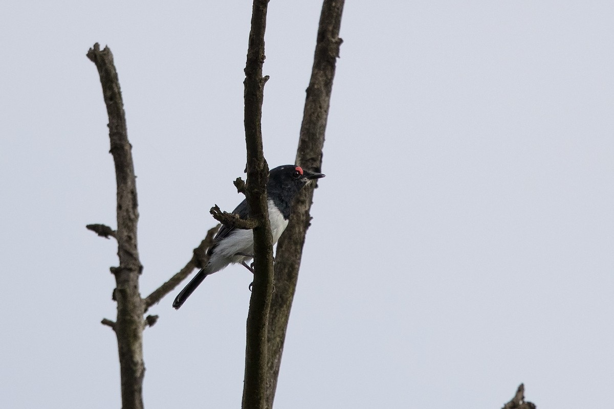 Black-throated Wattle-eye - ML320208491