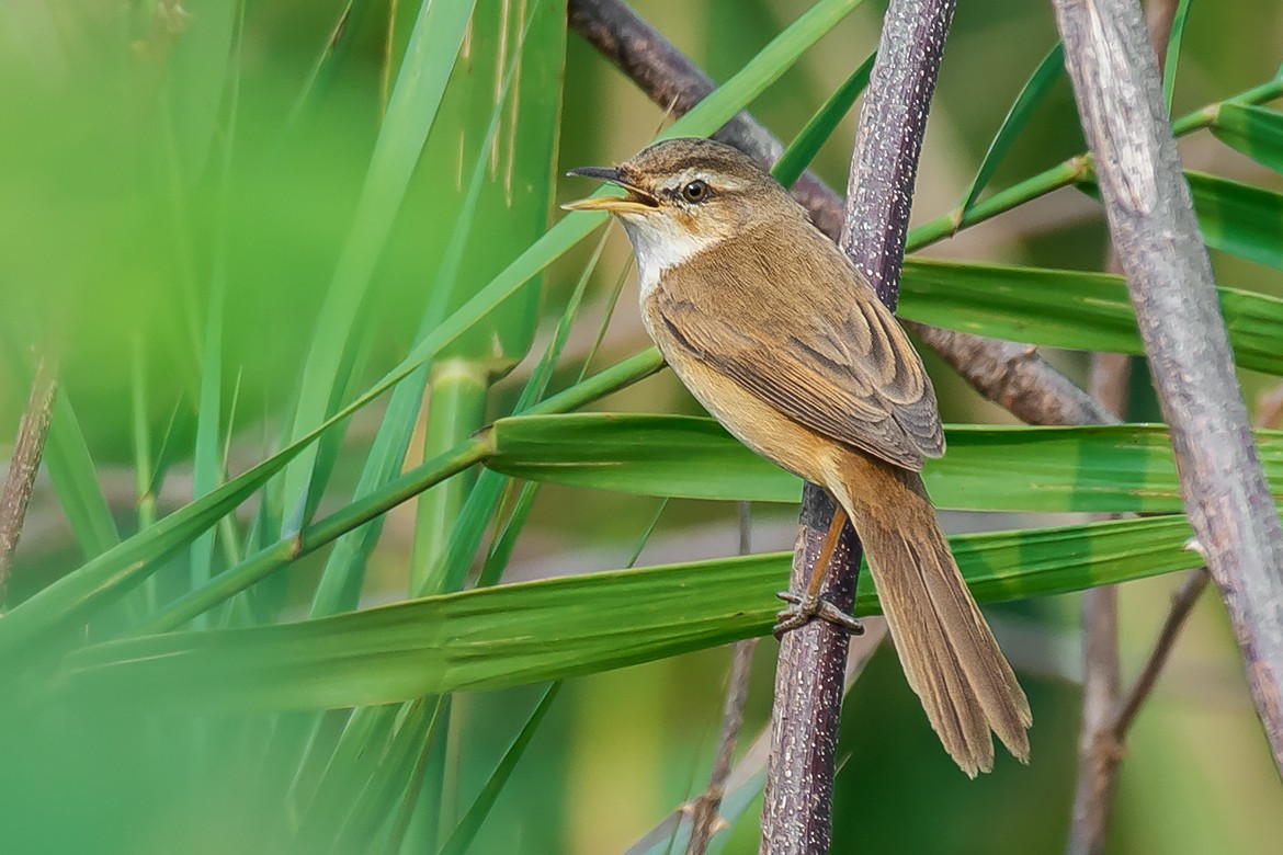 Manchurian Reed Warbler - ML320208591