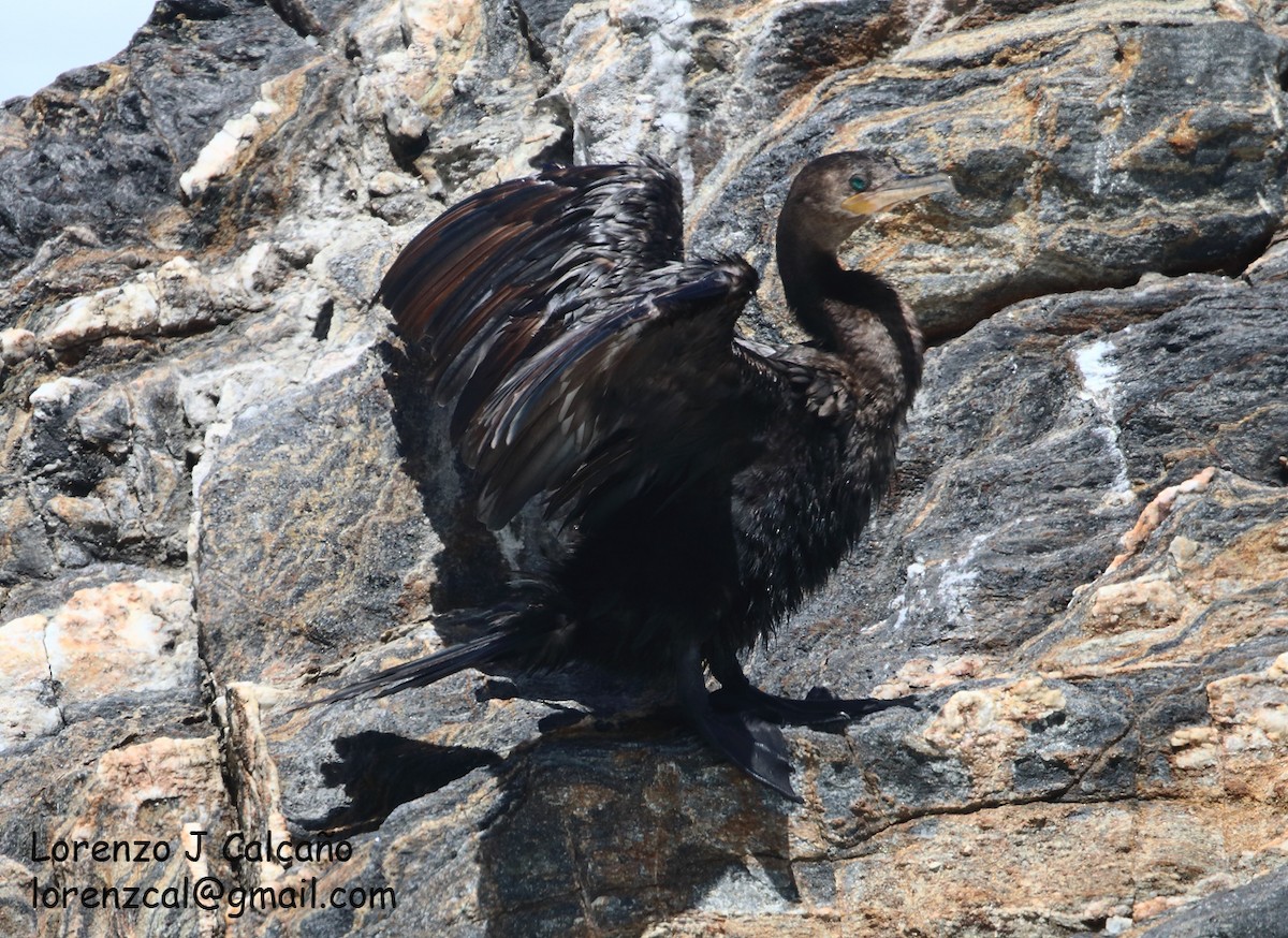 Cormoran vigua - ML320208981