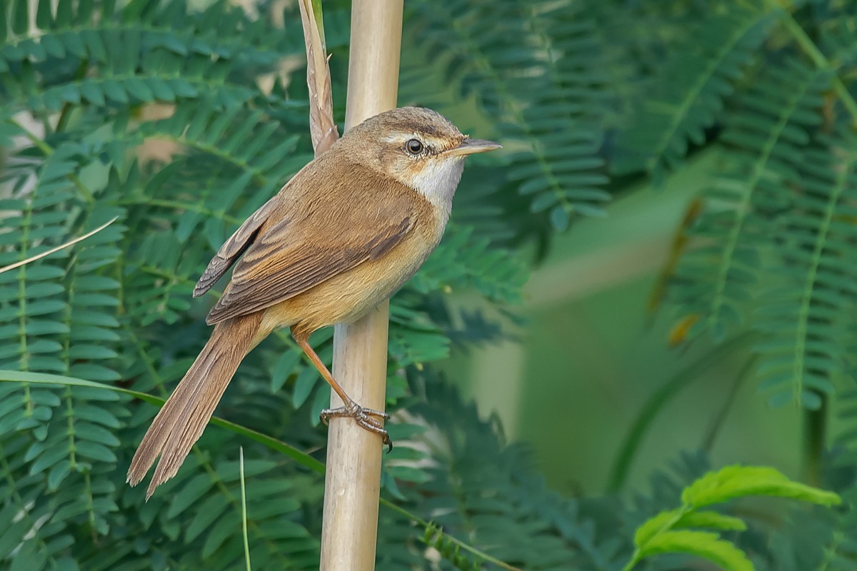 Manchurian Reed Warbler - ML320209621