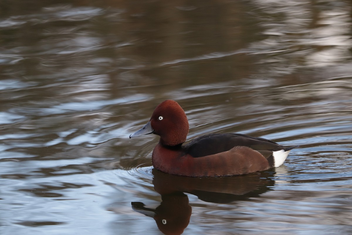 Ferruginous Duck - ML320210461