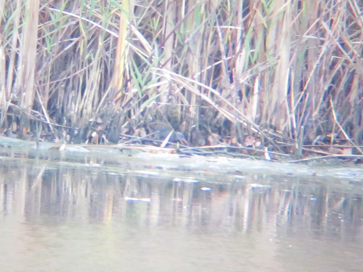 Water Rail - ML320210481