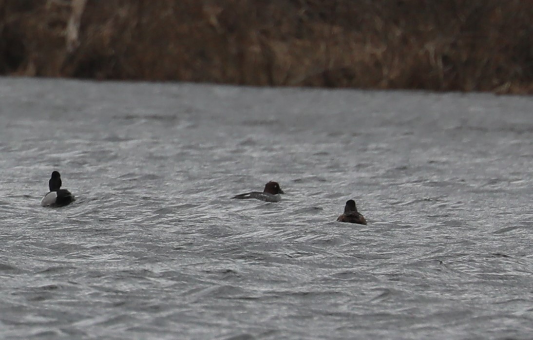 Common Goldeneye - ML320211021