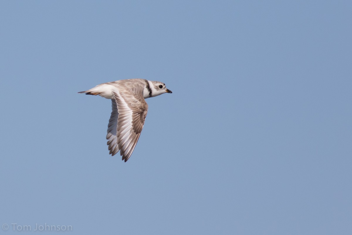 Piping Plover - ML32021371