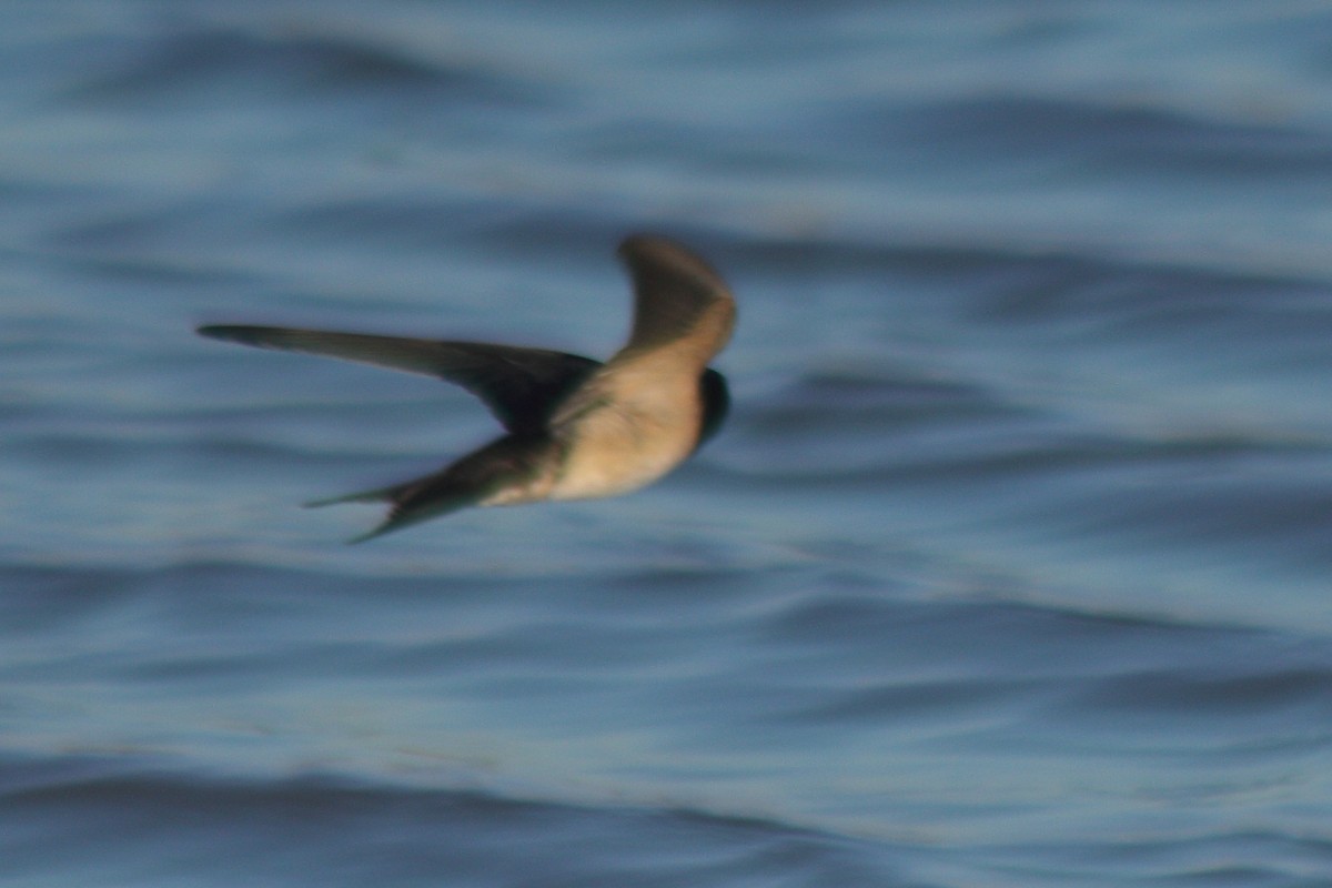 Barn Swallow - Pedro Cardia