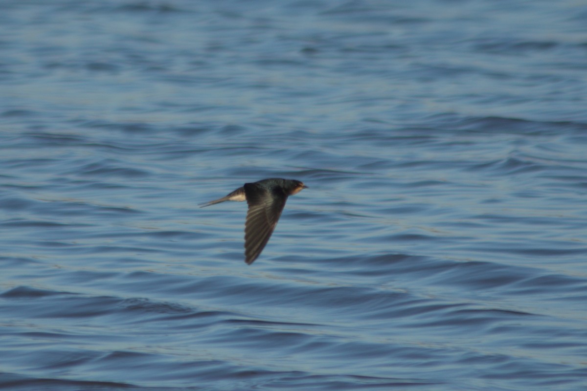 Barn Swallow - ML320213741