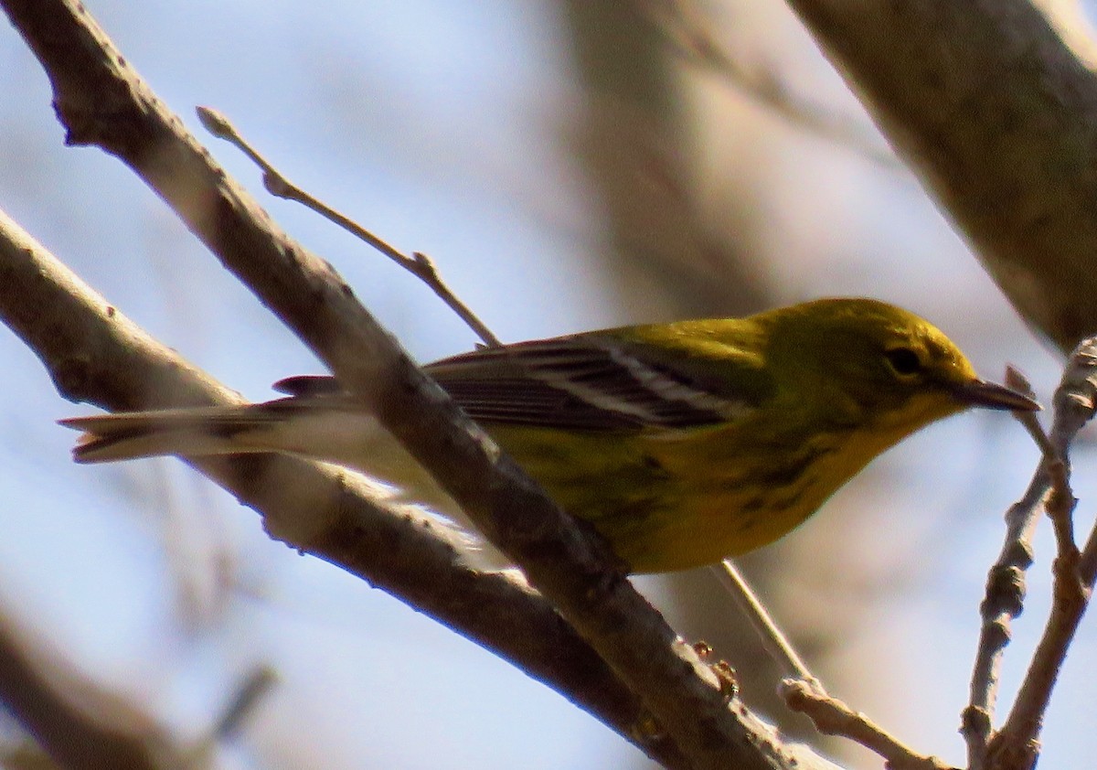 Pine Warbler - Randy Bumbury